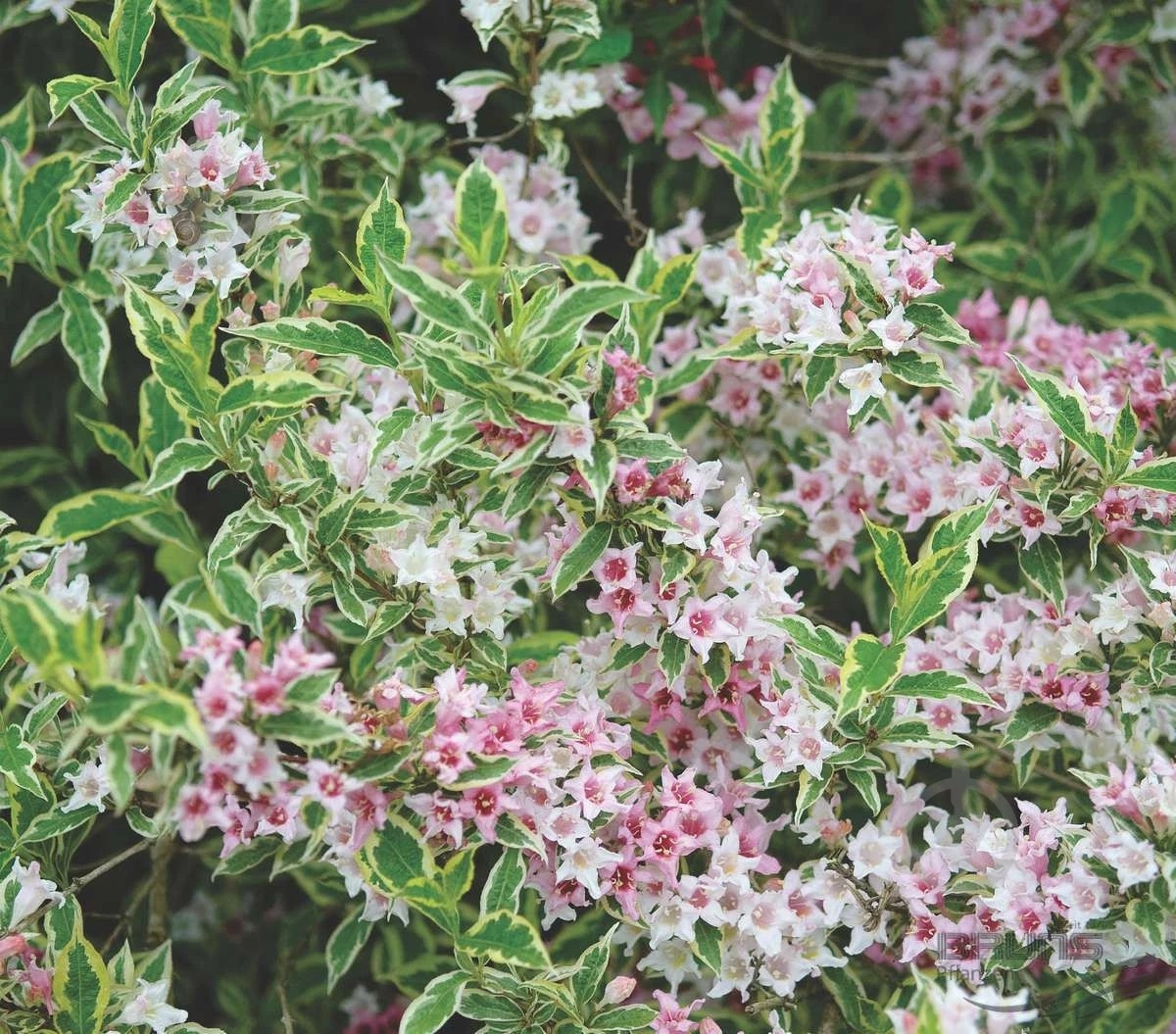 Растение Вейгела Nana Variegata С7, Н60-80 - фото 2