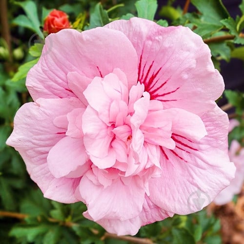 Растение Гибискус сирийский Pink Chiffon C3 - фото 1