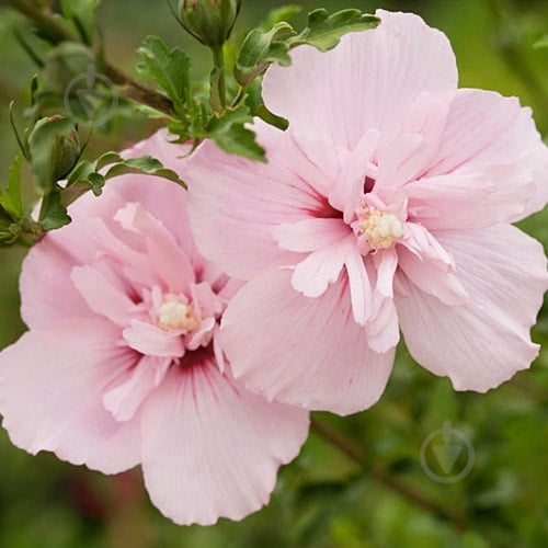 Растение Гибискус сирийский Pink Chiffon C3 - фото 2