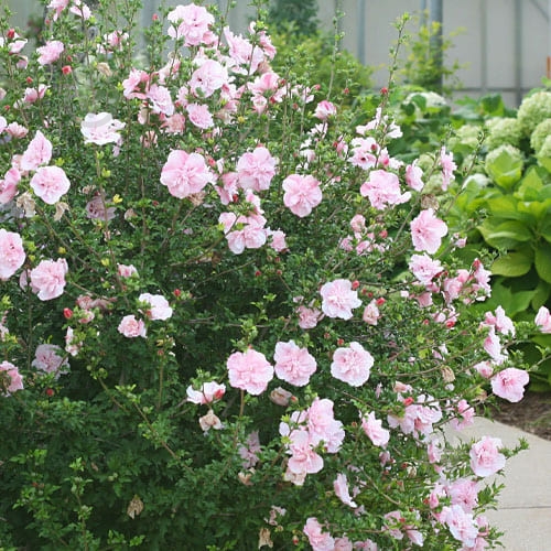 Растение Гибискус сирийский Pink Chiffon C3 - фото 3