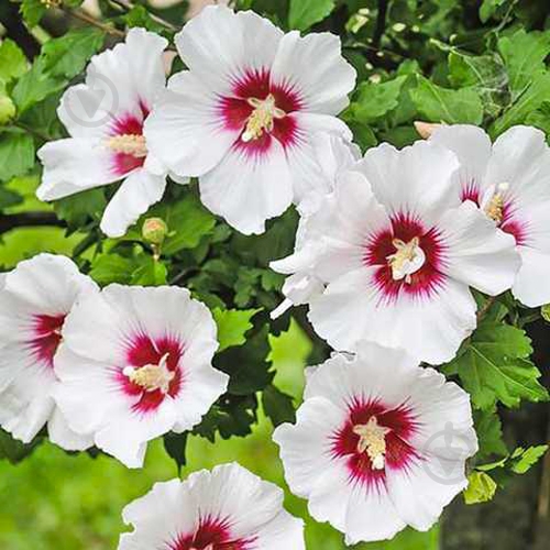 Растение Гибискус сирийский Red Heart C3 - фото 1