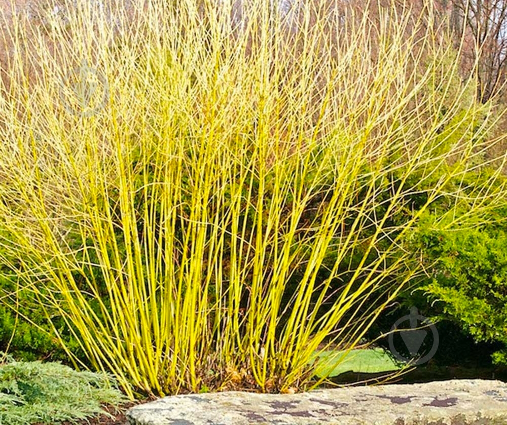 Растение Дерен ростковый Budd s Yellow C3 - фото 1 Растение Дерен ростковый Budd s Yellow C3 - фото 1
