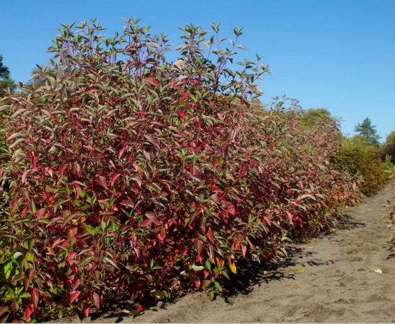 Растение Дерен ростковый Cardinal C3 - фото 1