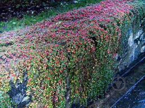 Растение Кизильник Даммера C2 - фото 2 Растение Кизильник Даммера C2 - фото 2