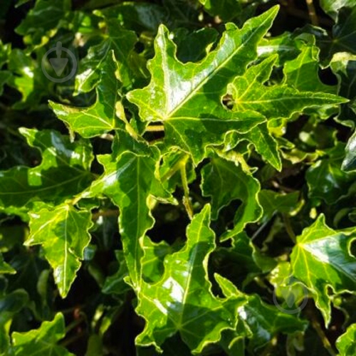 Растение Плющ обыкновенный Ivalace С2, Н30+ - фото 1 Растение Плющ обыкновенный Ivalace С2, Н30+ - фото 1