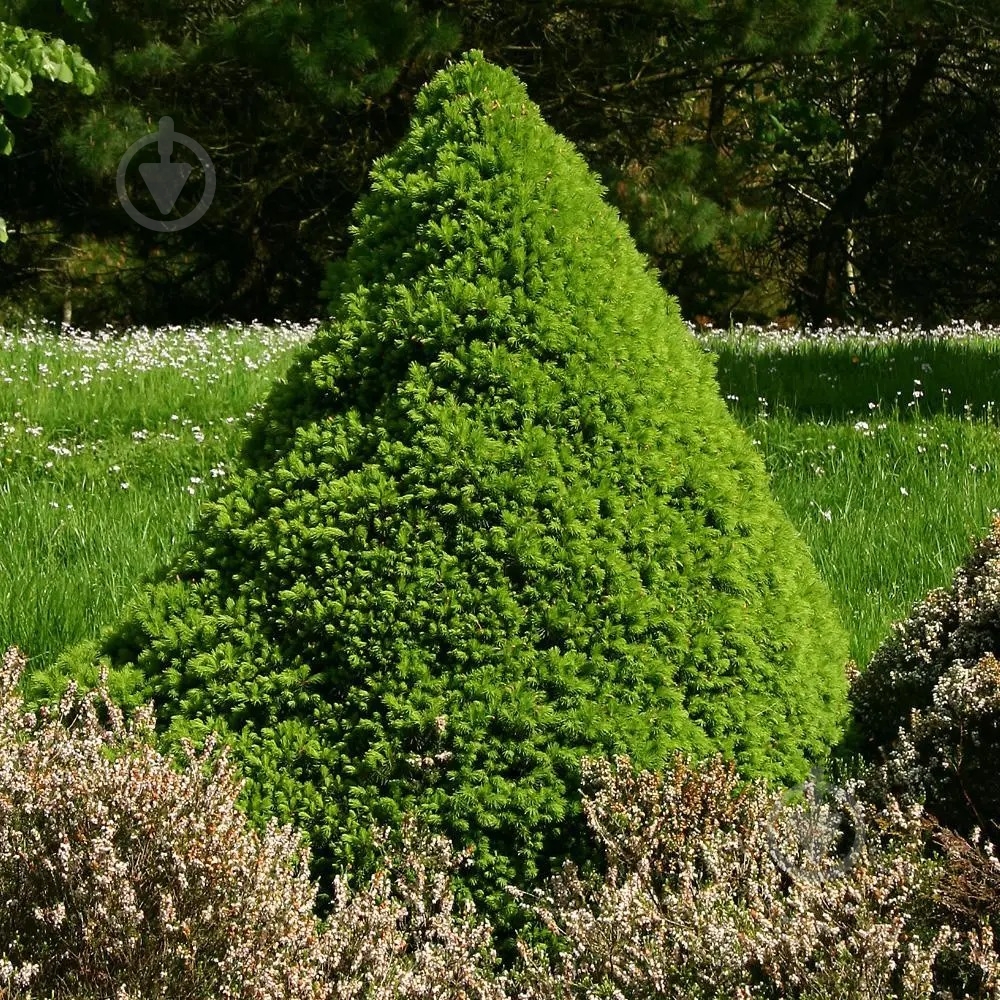 Растение Ель сизая Conica C3 - фото 3 Растение Ель сизая Conica C3 - фото 3