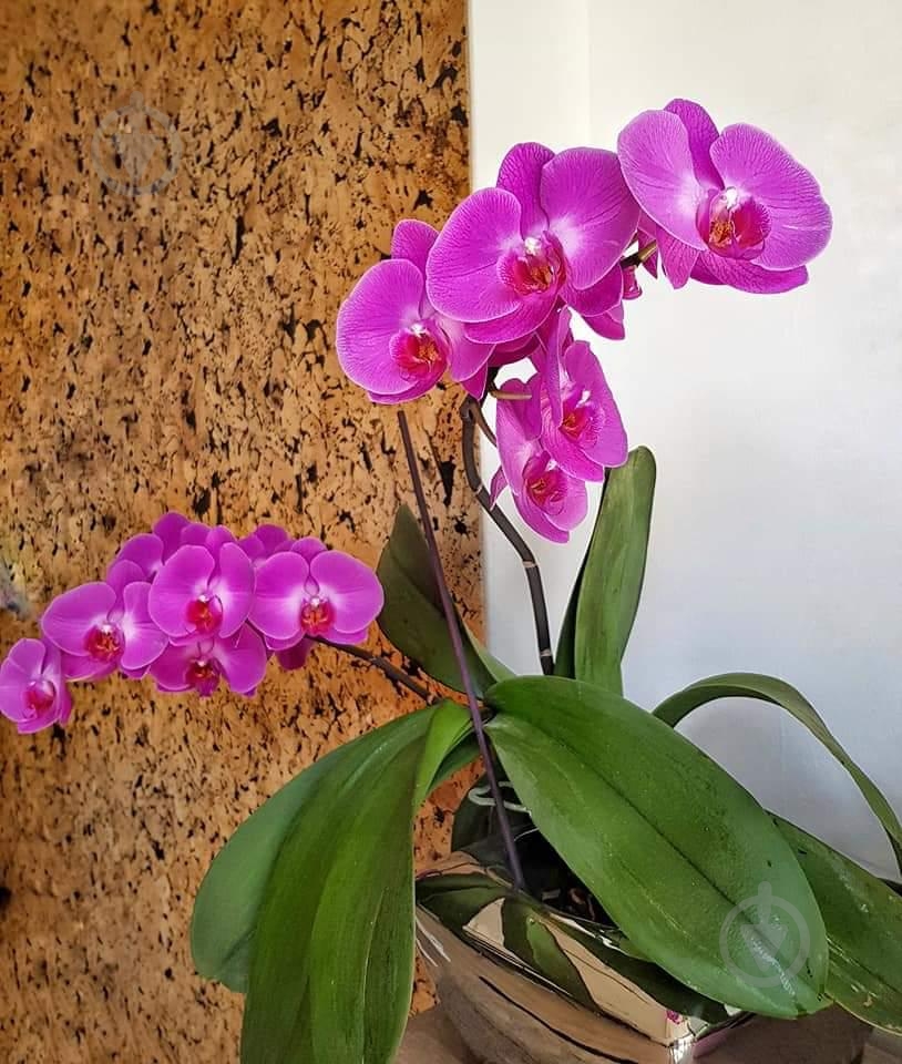 Коркова Настінна плитка Granorte Country Black - фото 8