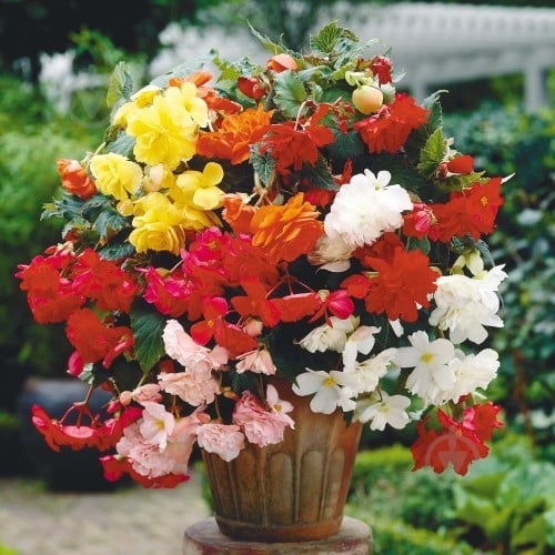 Семена Професійне насіння бегония Шансон F1 смесь 10 шт. (4820176695512) - фото 1