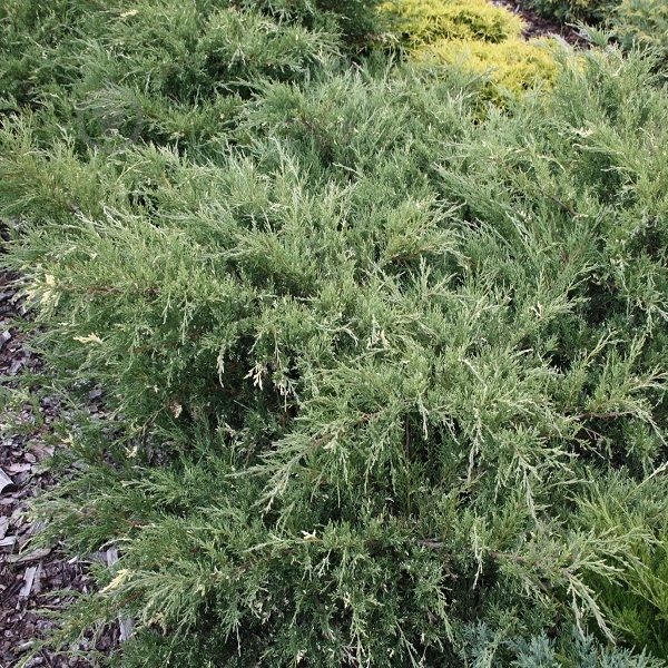 Растение Можжевельник виргинский Hetz Variegata C3 - фото 1