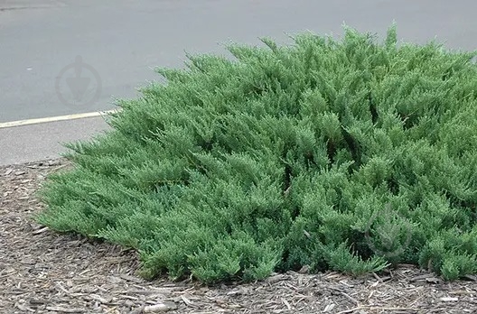 Растение Можжевельник казацкий Tamariscifolia C7 - фото 3