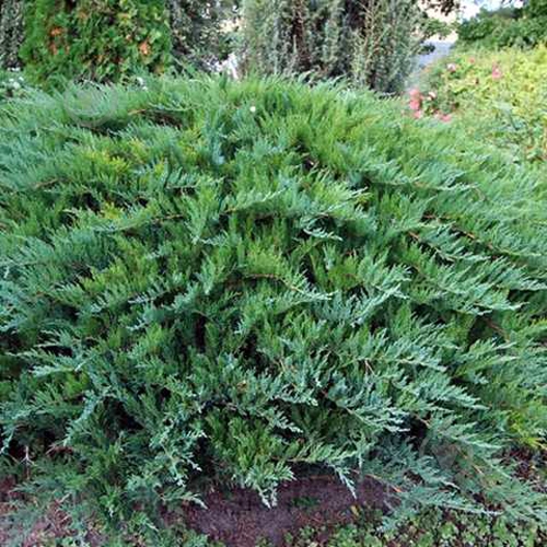 Растение Можжевельник казацкий Tamariscifolia C7 - фото 4