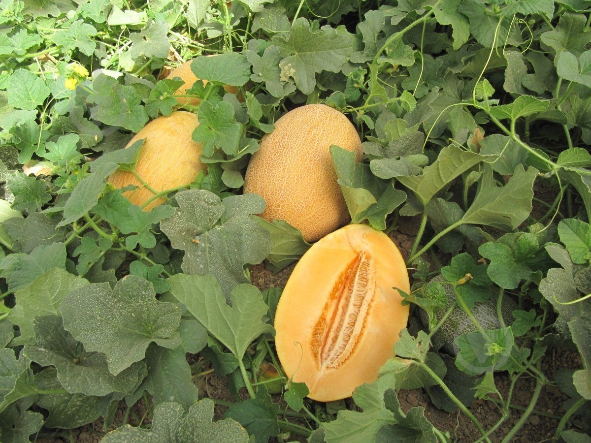 Насіння Професійне насіння диня Кар’єра F1 8 шт. (4820176695772) - фото 2 Насіння Професійне насіння диня Кар’єра F1 8 шт. (4820176695772) - фото 2