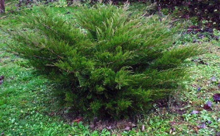 Растение Можжевельник Пфитцера (средний) Mint Julep C14 - фото 3