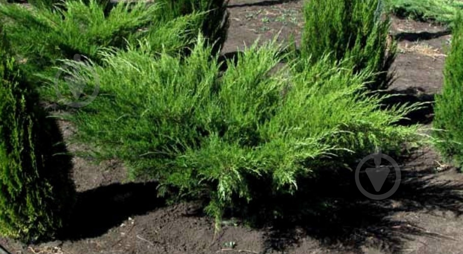 Растение Можжевельник Пфитцера (средний) Mint Julep C14 - фото 2