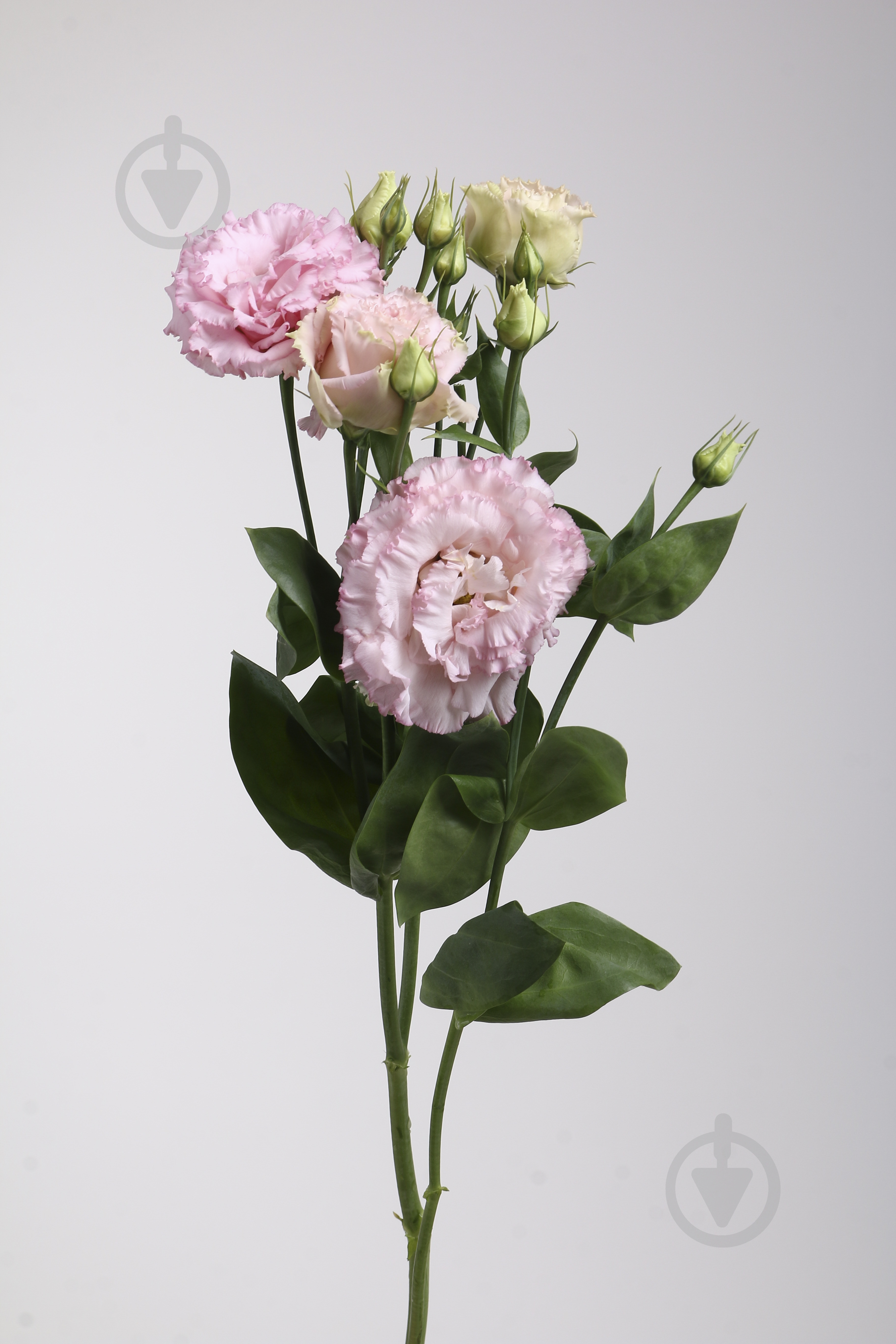 Эустома Alissa 60 см розовая (Нидерланды) - фото 2