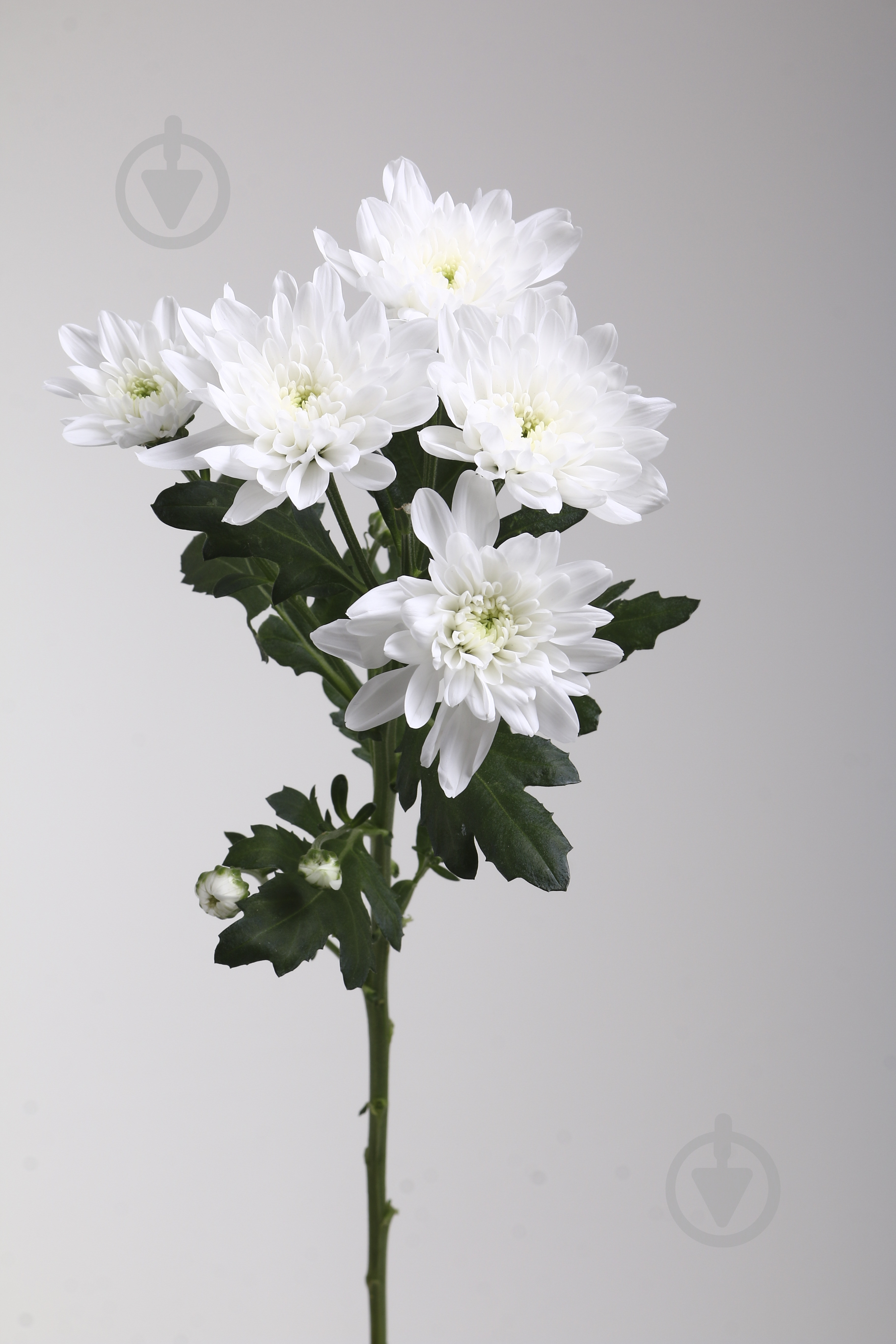 Хризантема Baltica спрей (кустовая) 60 см белая (Нидерланды) - фото 2 Хризантема Baltica спрей (кустовая) 60 см белая (Нидерланды) - фото 2