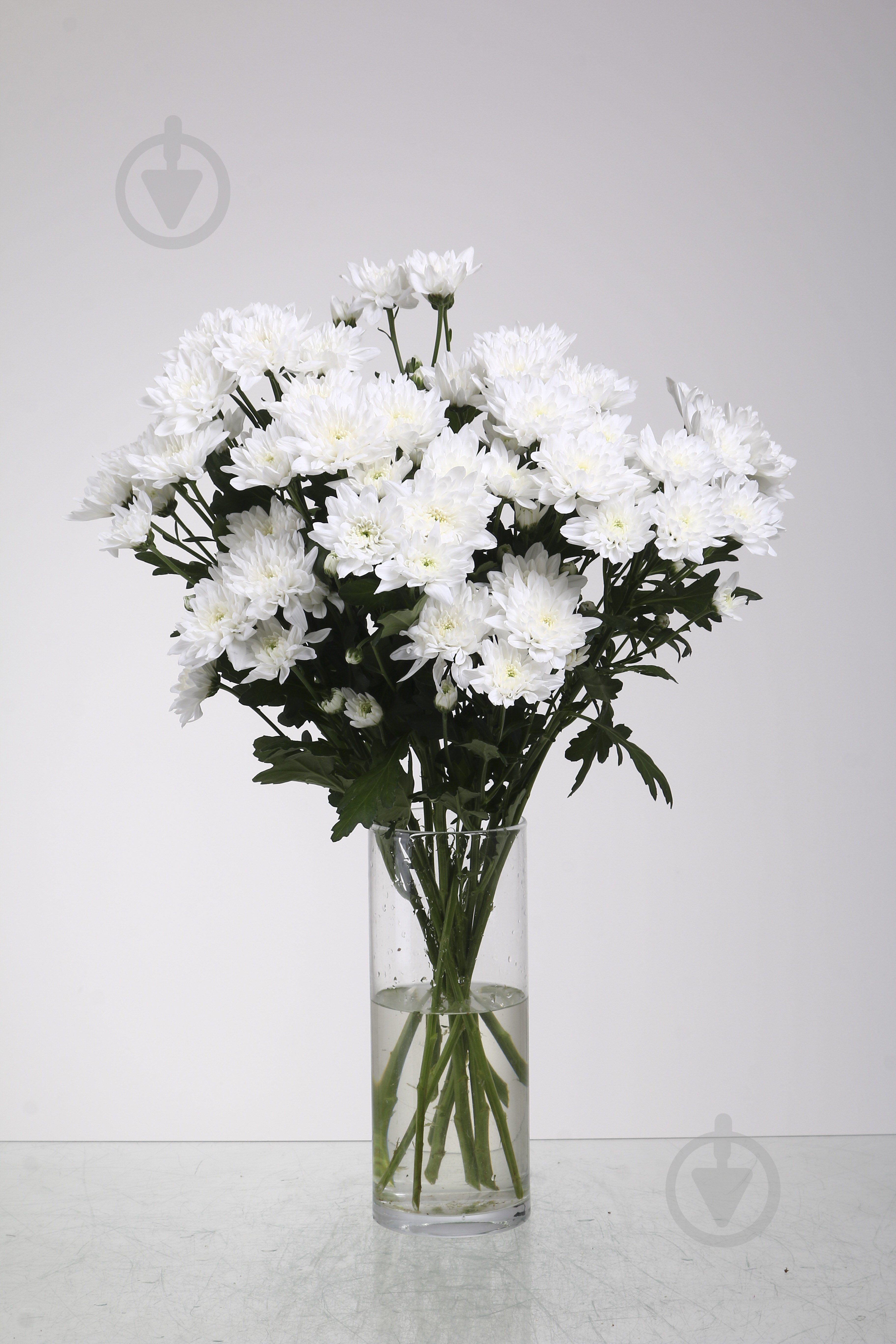 Хризантема Baltica спрей (кустовая) 60 см белая (Нидерланды) - фото 1 Хризантема Baltica спрей (кустовая) 60 см белая (Нидерланды) - фото 1