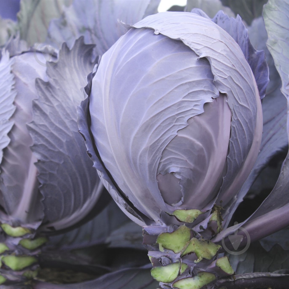 Семена Професійне насіння капуста краснокочанная Интеграл F1 20 шт. (4820176693914) - фото 2