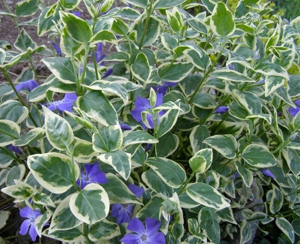 Растение Барвинок большой Variegata p9 - фото 2 Растение Барвинок большой Variegata p9 - фото 2
