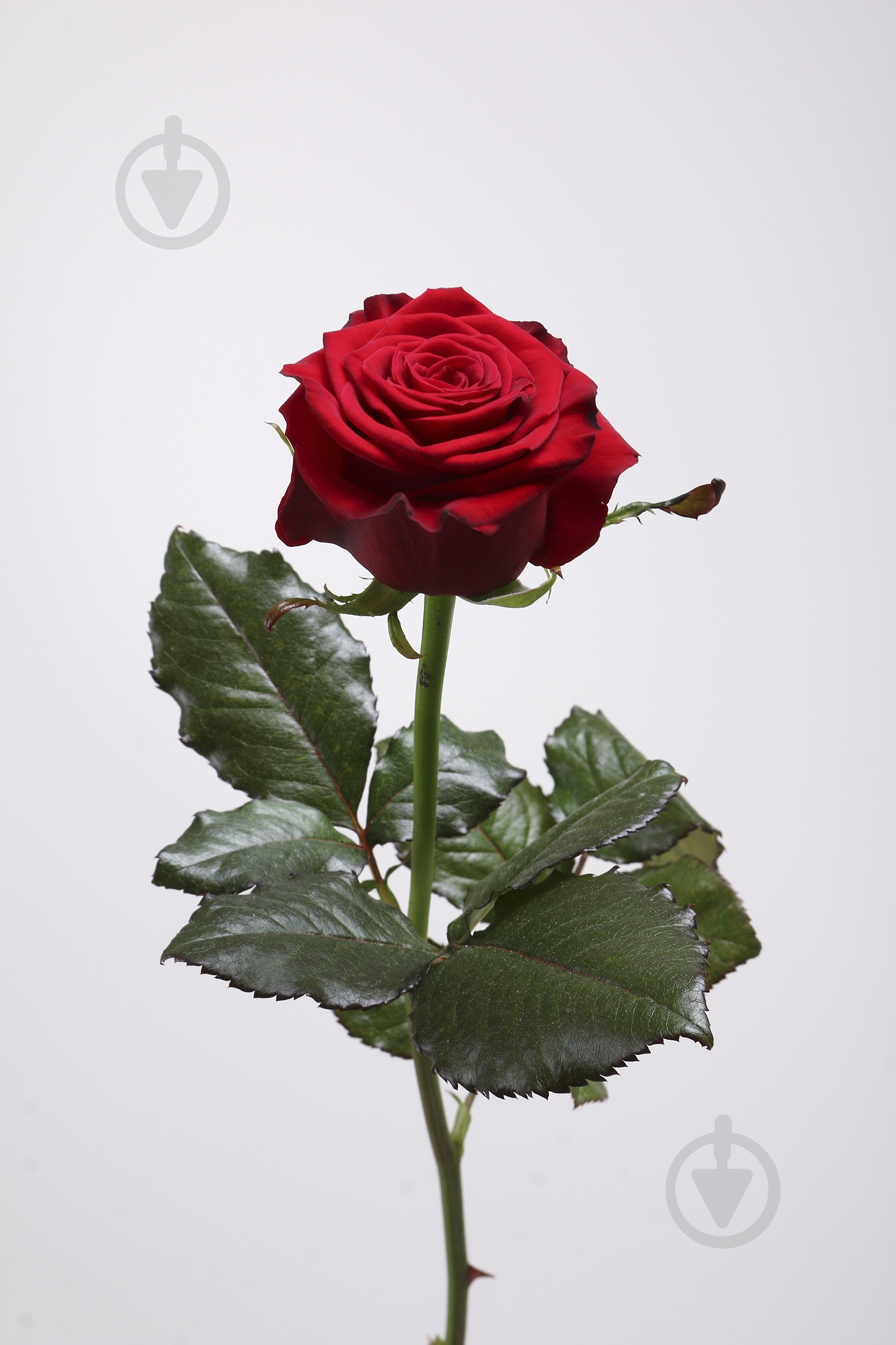 Роза Престиж одноголовая классическая 70 см красная (Украина) - фото 2 Роза Престиж одноголовая классическая 70 см красная (Украина) - фото 2