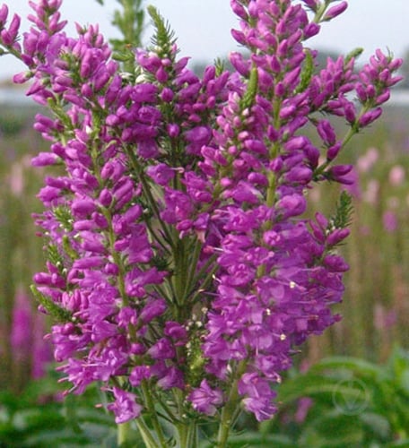 Растение Вероника гибр. Plumosa Amethyst Plume C2 - фото 1 Растение Вероника гибр. Plumosa Amethyst Plume C2 - фото 1