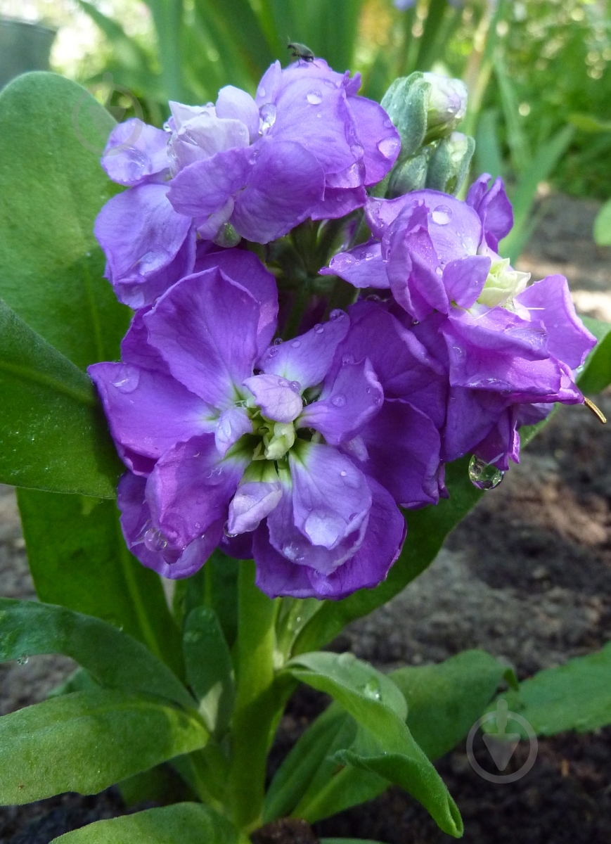 Семена Професійне насіння левкой Эксельсиор фиолетовый 0,1 г (4823058204086) - фото 1 Семена Професійне насіння левкой Эксельсиор фиолетовый 0,1 г (4823058204086) - фото 1