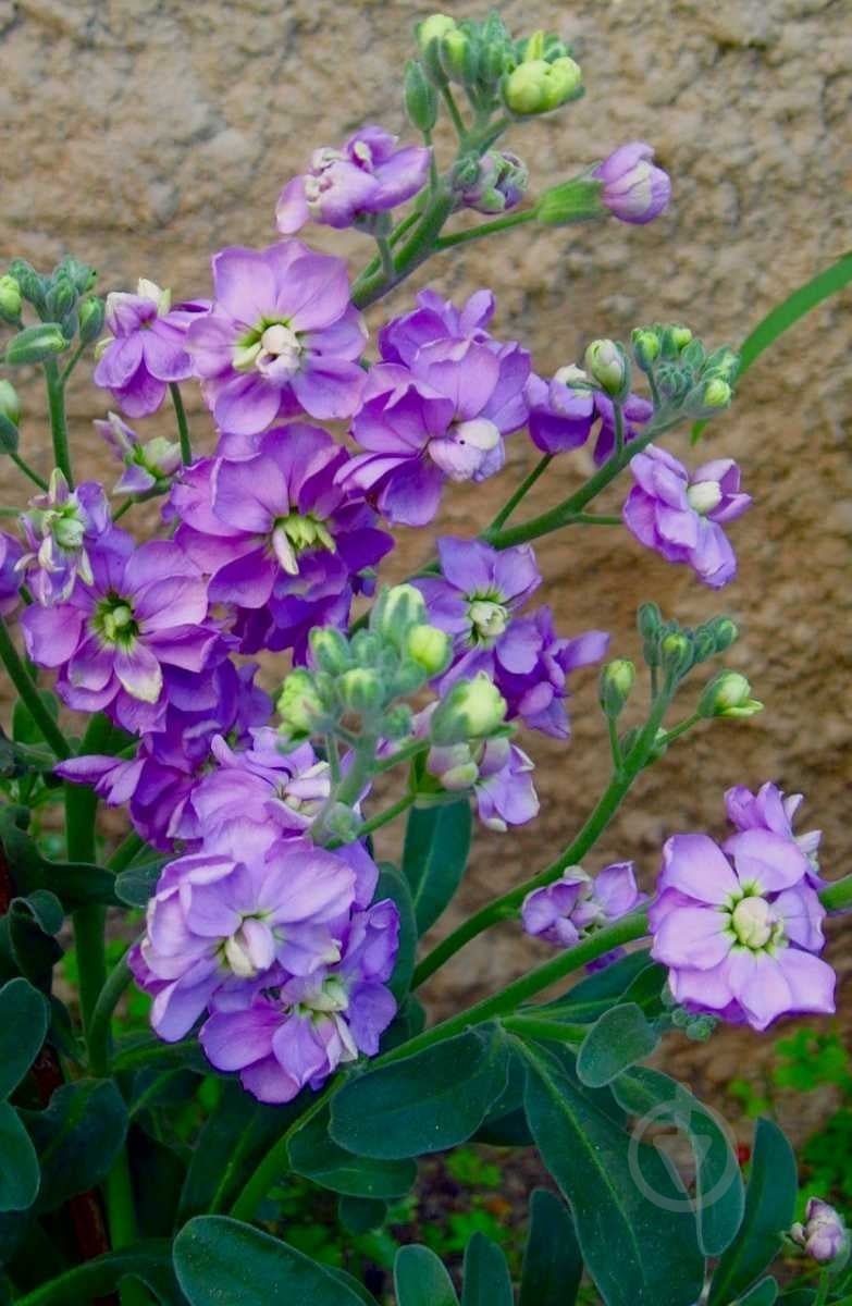 Семена Професійне насіння левкой Эксельсиор фиолетовый 0,1 г (4823058204086) - фото 3 Семена Професійне насіння левкой Эксельсиор фиолетовый 0,1 г (4823058204086) - фото 3