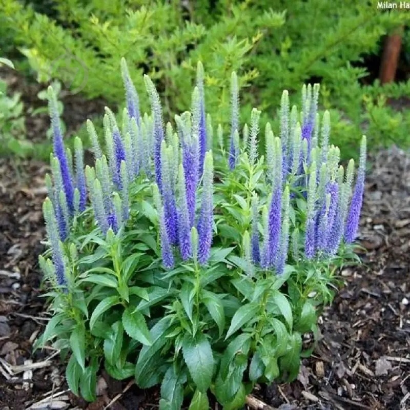 Рослина Вероніка колоскова Ulster Dwarf Blue C2 - фото 1