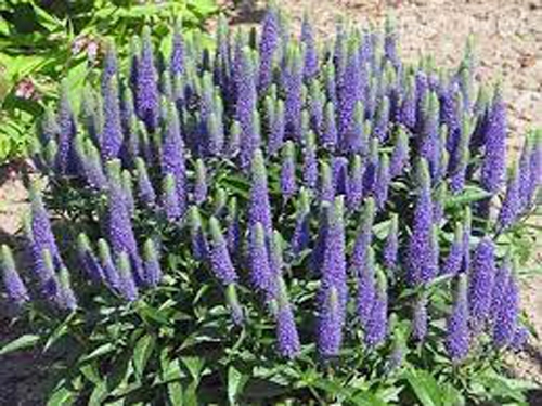 Рослина Вероніка колоскова Ulster Dwarf Blue C2 - фото 3