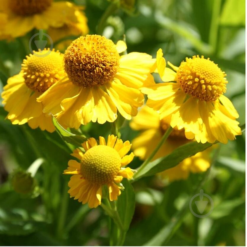 Растение Гелениум гибридный Kanaria C3 - фото 1