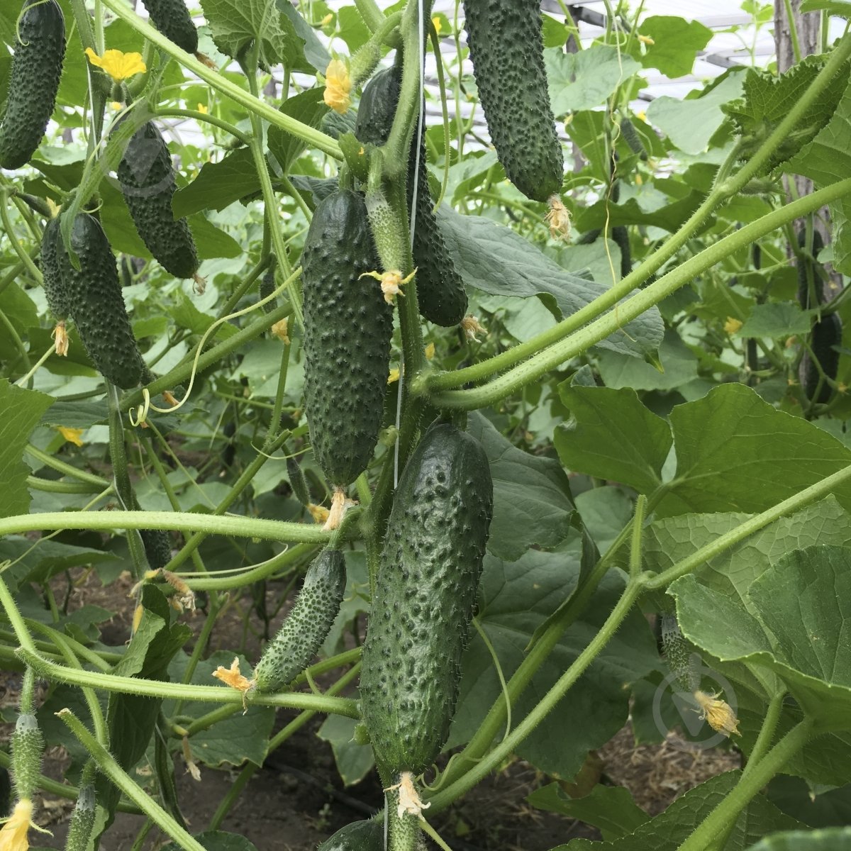 Насіння Професійне насіння огірок Бйорн F1 10 шт. (4820176693846) - фото 2