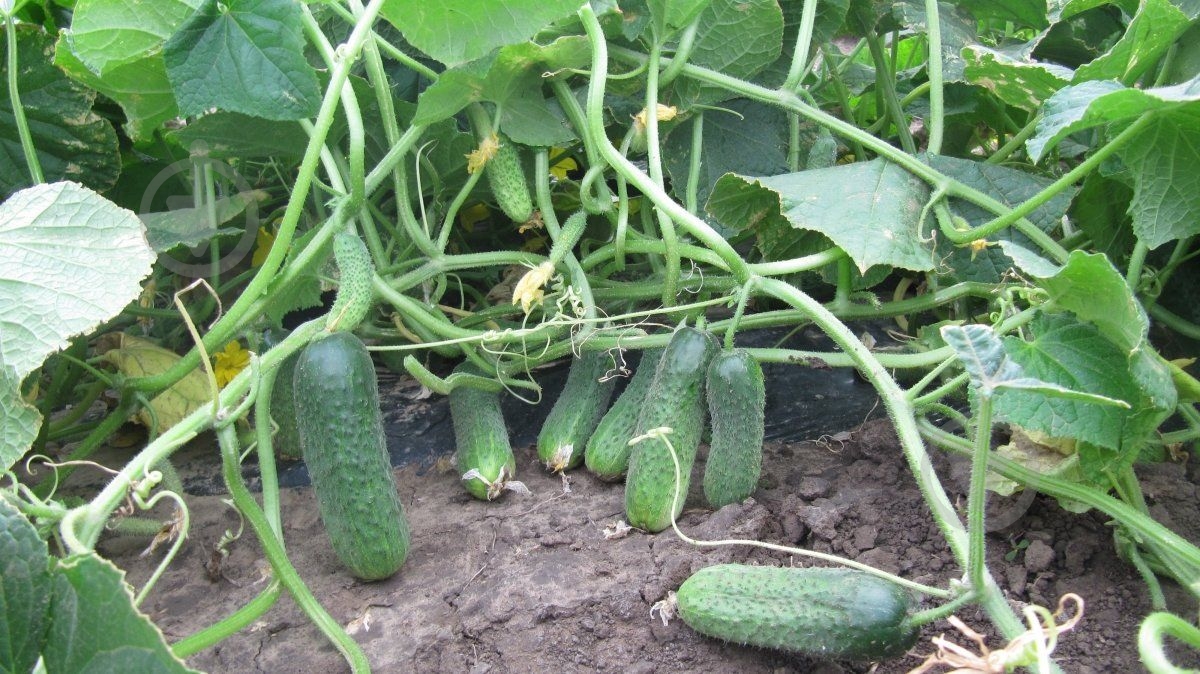 Семена Професійне насіння огурец Платина F1 10 шт. (4820176695796) - фото 2