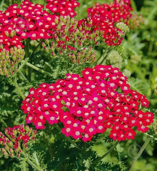 Растение Тысячелистник гибр. Tutti Frutti Pomegranate C2 - фото 1