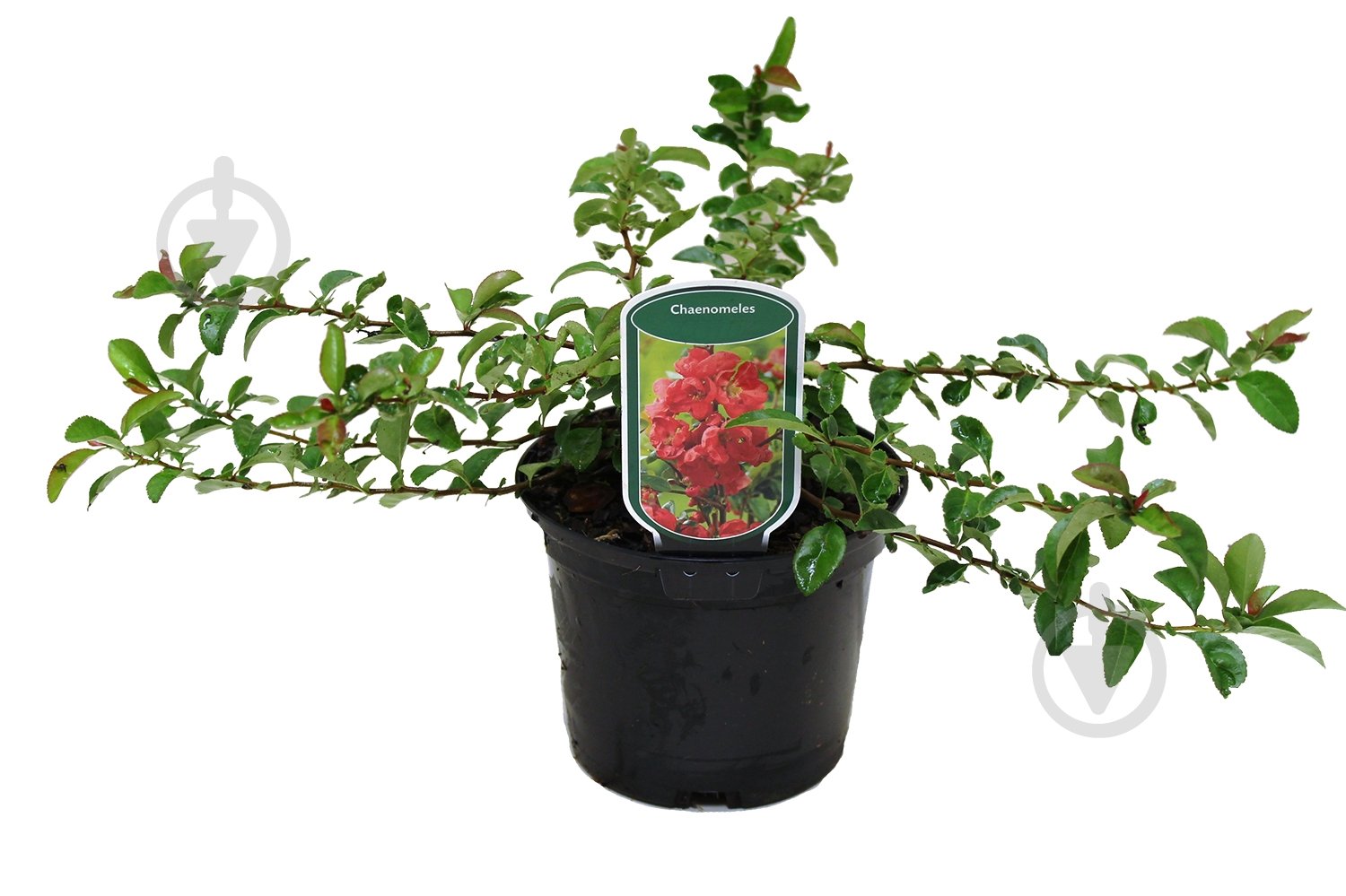 Саженец Хеномелес (2,3 л) - фото 1 Саженец Хеномелес (2,3 л) - фото 1