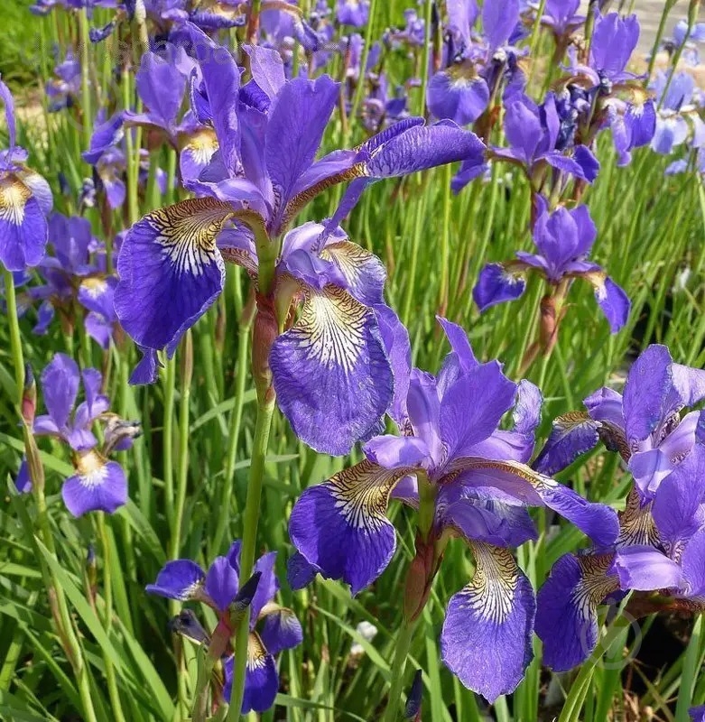 Растение Ирис сибирский Blue King C1,5 - фото 2 Растение Ирис сибирский Blue King C1,5 - фото 2