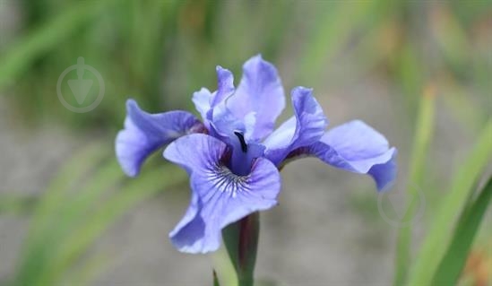 Растение Ирис сибирский Blue Moons C3 - фото 3