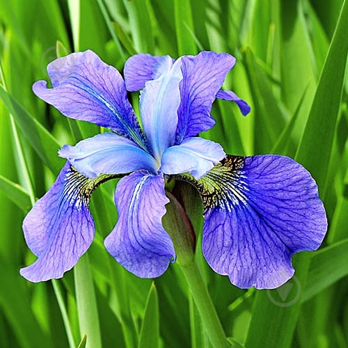 Растение Ирис сибирский Blue Moons C3 - фото 1