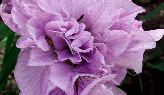Растение Ирис сибирский Pink Parfait C3 - фото 3