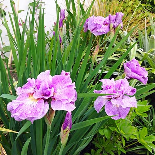 Растение Ирис сибирский Pink Parfait C3 - фото 2
