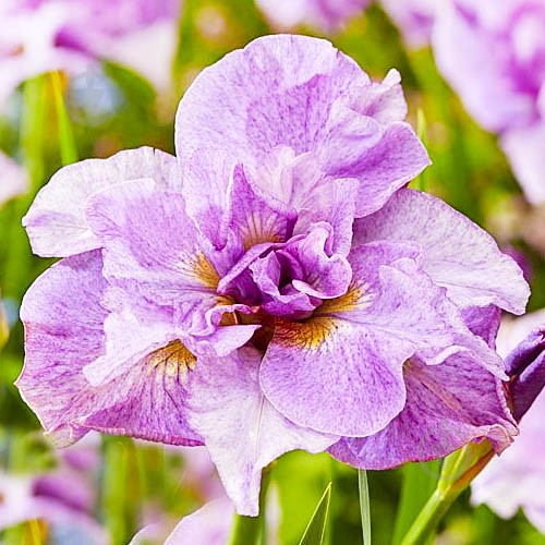 Растение Ирис сибирский Pink Parfait C3 - фото 1