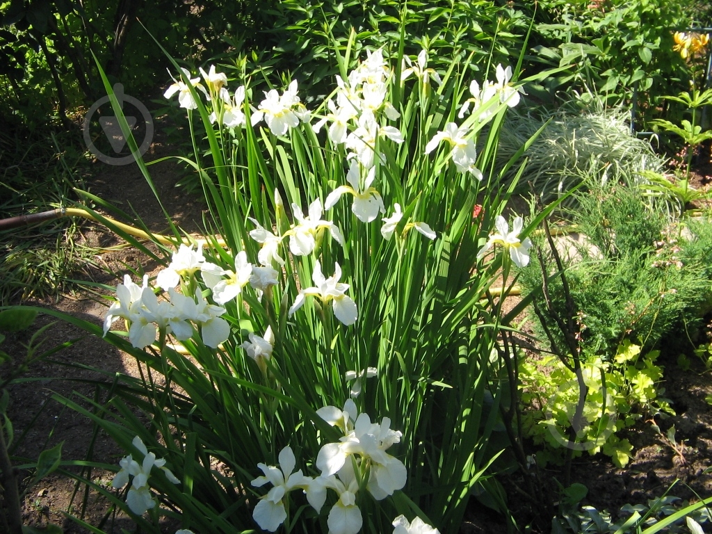 Растение Ирис сибирский White Swirl C3 - фото 2 Растение Ирис сибирский White Swirl C3 - фото 2