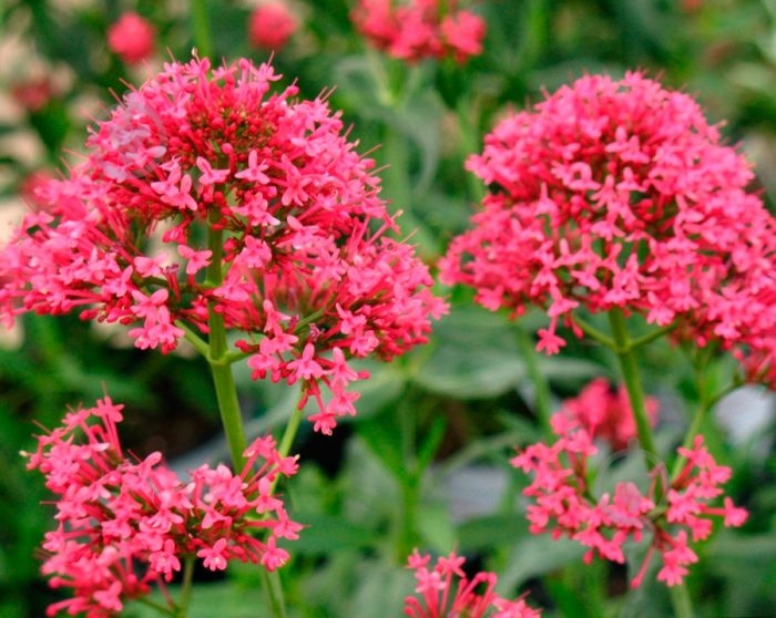 Растение Кентрантус красный (валериана) Coccineus C3 - фото 1