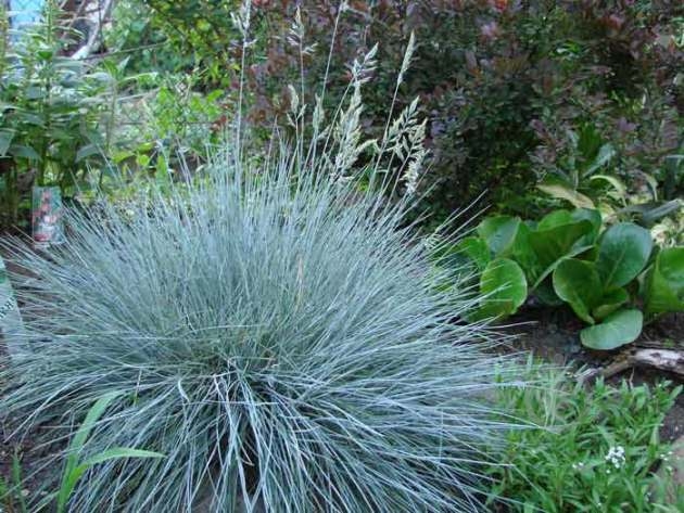 Растение Костица сизая Blauglut p9 - фото 1