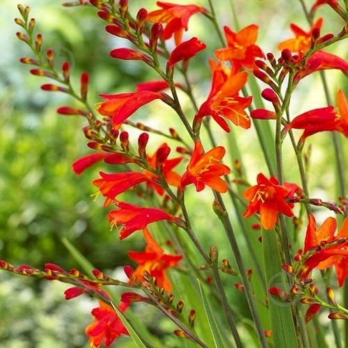 Растение Крокосмия гибридная Red King C1 - фото 8