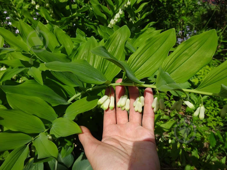 Растение Купена лекарственная C3 - фото 4