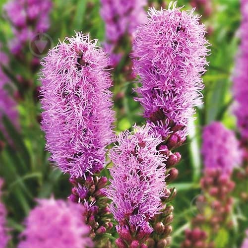 Рослина Ліатріс колосовий Floristan Violet p9 - фото 2 Рослина Ліатріс колосовий Floristan Violet p9 - фото 2