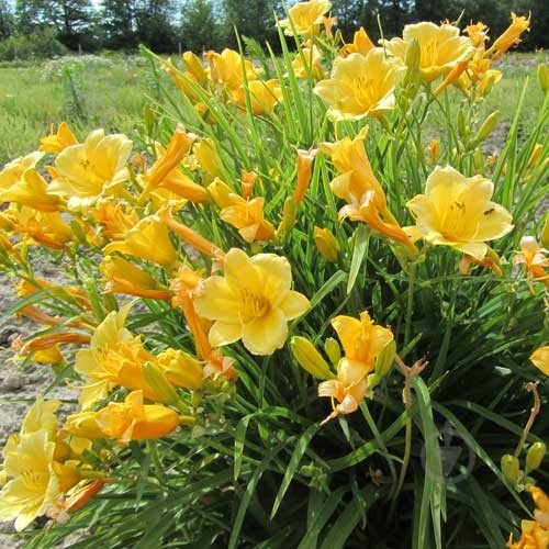 Растение Лилейник Stella de Oro C3 - фото 2