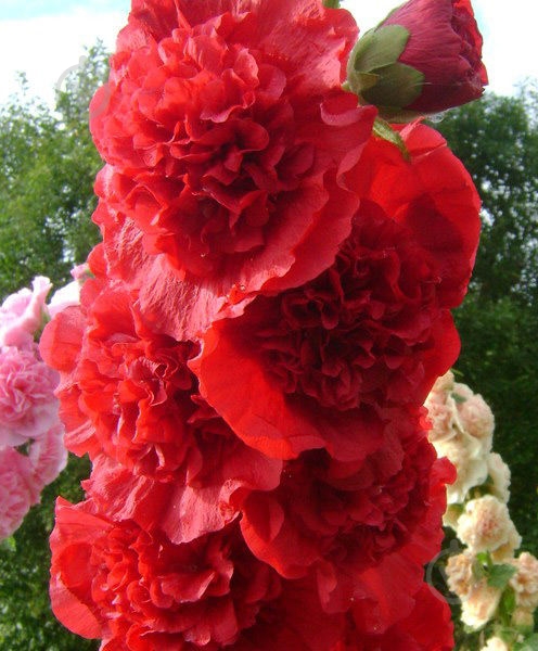 Растение Мальва Chater s Double Red C3 - фото 2