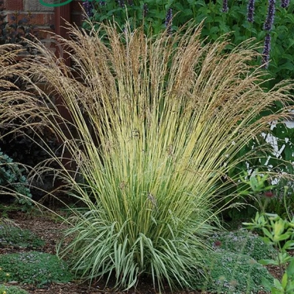 Растение Молиния голубя Moorhexe C1.5 - фото 1
