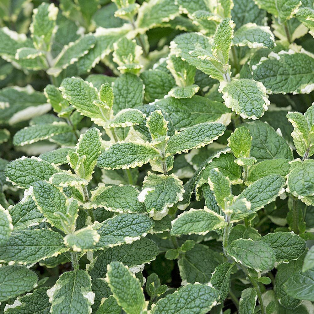 Растение Мята имбирная (утонченная) Variegata C2 - фото 2